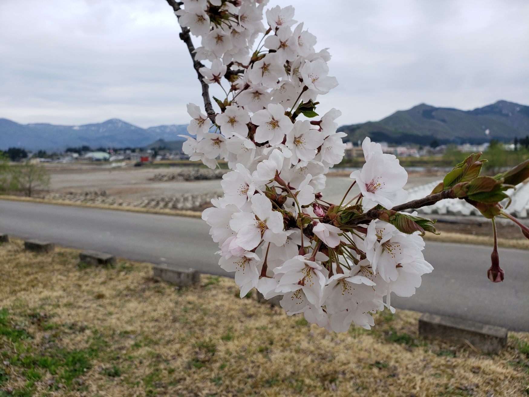 桜